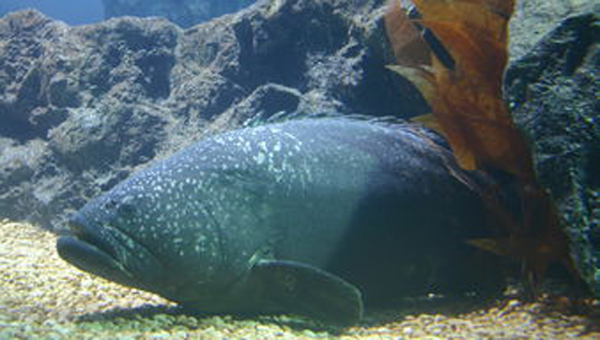龙趸石斑鱼