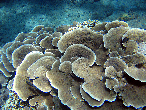 珊瑚的种类